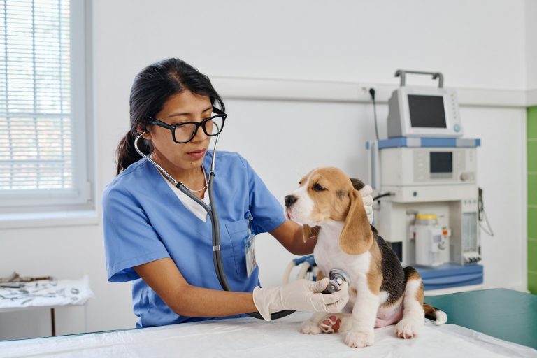Veterinario
